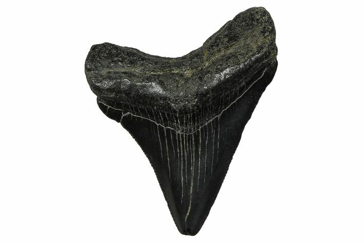 Serrated, Juvenile Megalodon Tooth - South Carolina #375946
